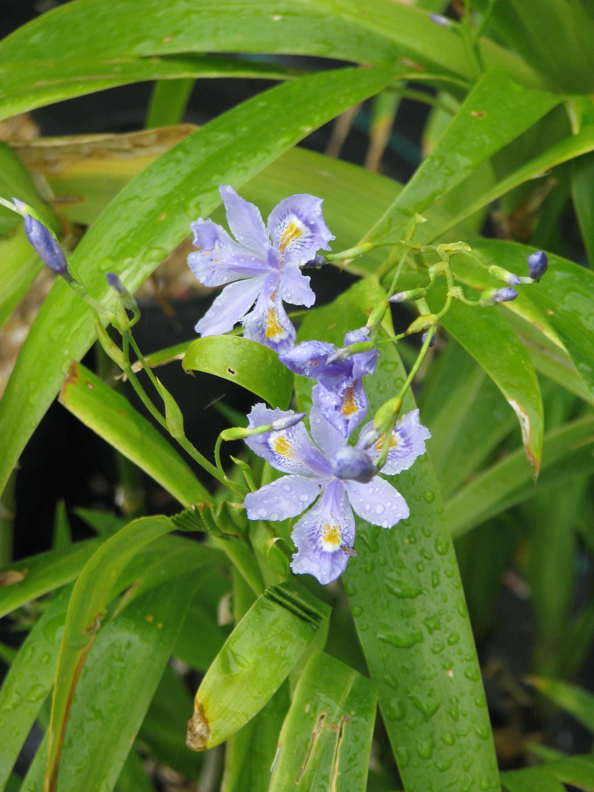 Plancia ëd Iris confusa Sealy