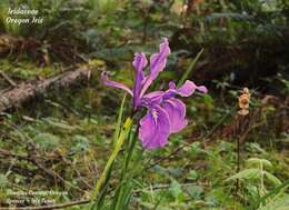 Image of toughleaf iris