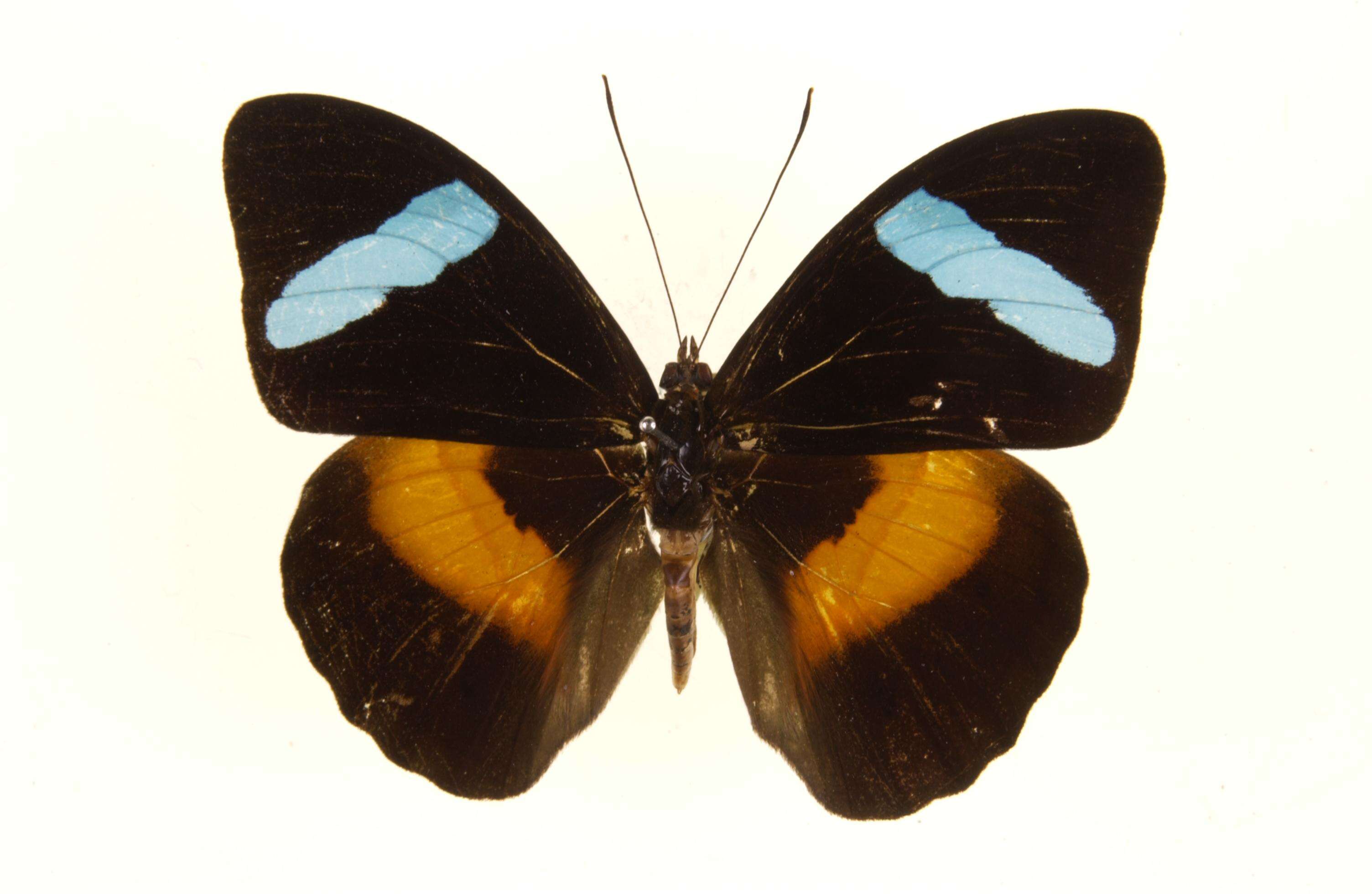 Imagem de Nessaea obrinus Linnaeus 1758