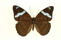 Imagem de Nessaea obrinus Linnaeus 1758