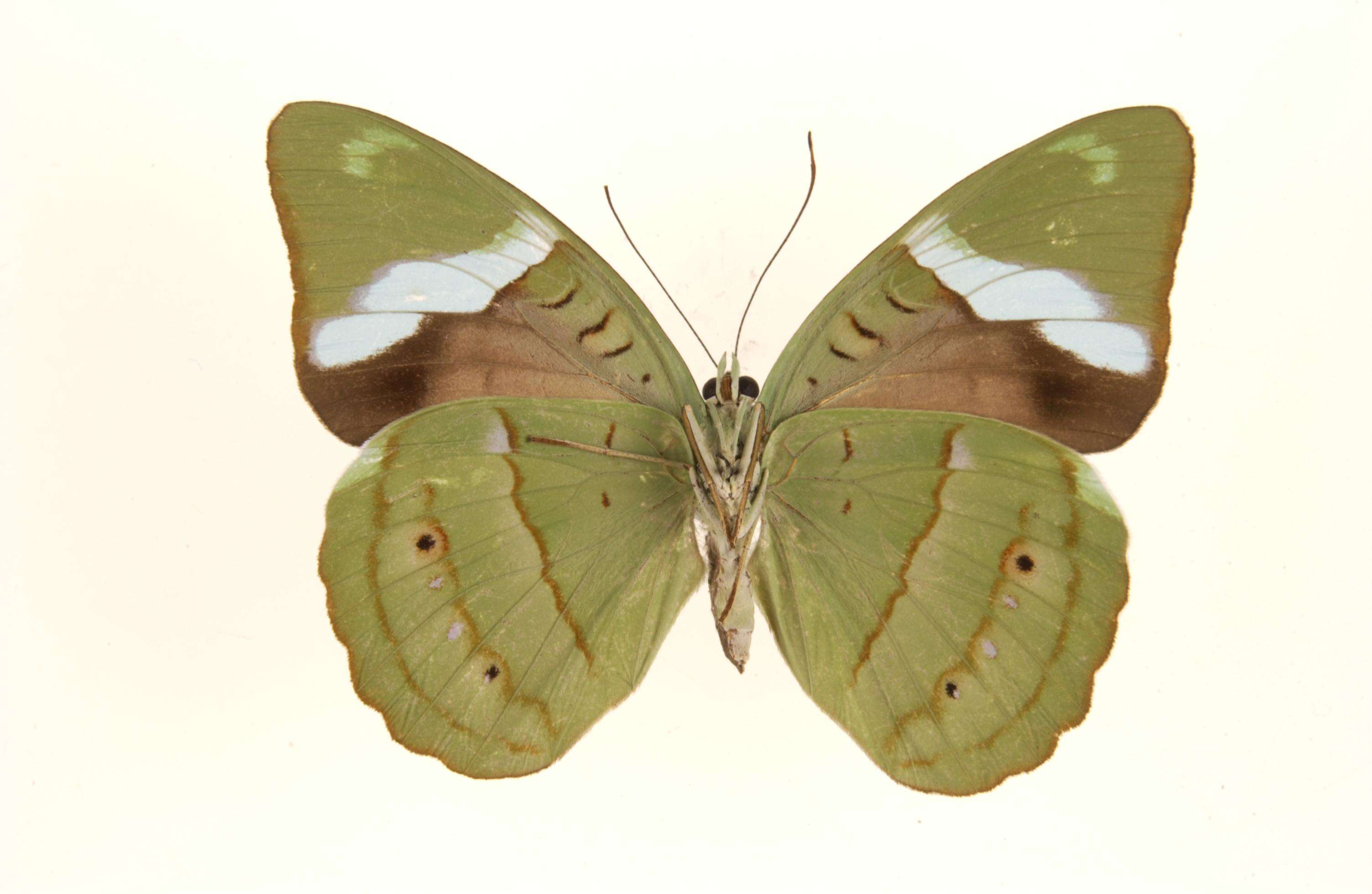 Imagem de Nessaea obrinus Linnaeus 1758