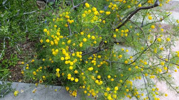 Sivun Leucaena retusa Benth. kuva