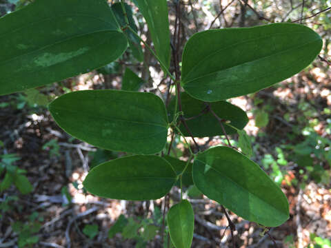 Image of earleaf greenbrier