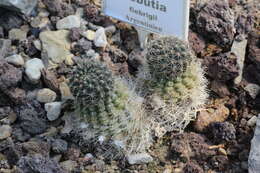 Image of Rebutia pulvinosa F. Ritter & Buining