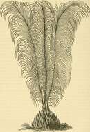 Image of Cycad