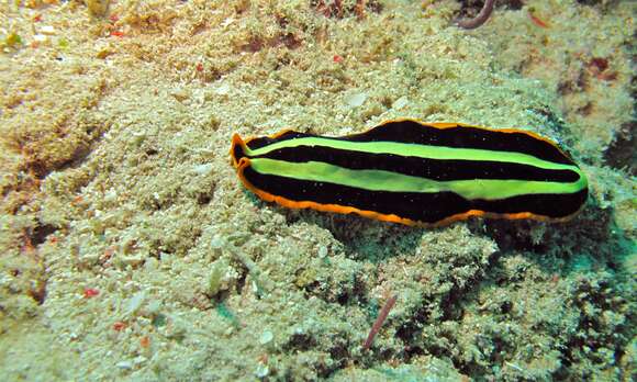 Image of Flatworm