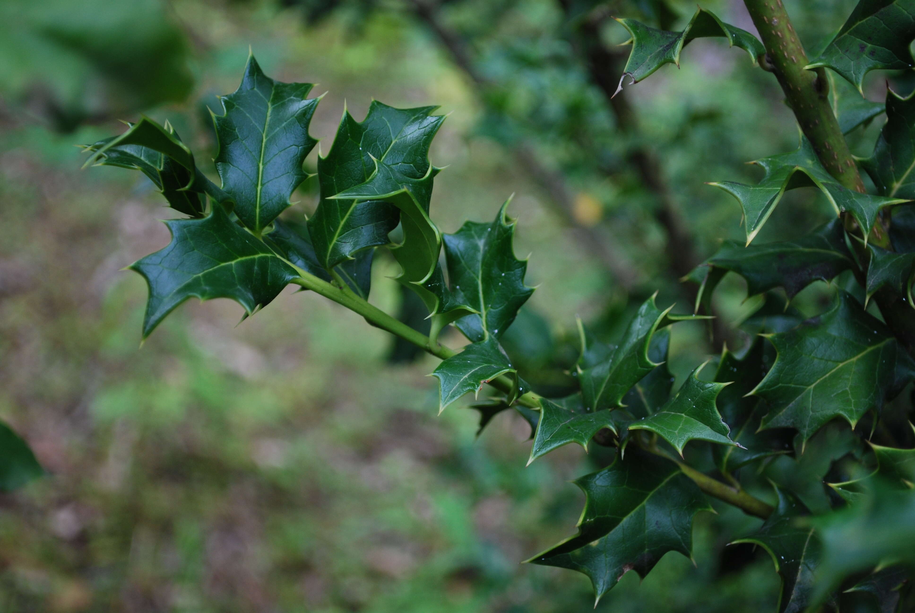 Imagem de Ilex colchica Pojark.