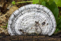 Image of Artist's fungus