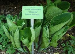 Image de Hosta sieboldiana var. sieboldiana