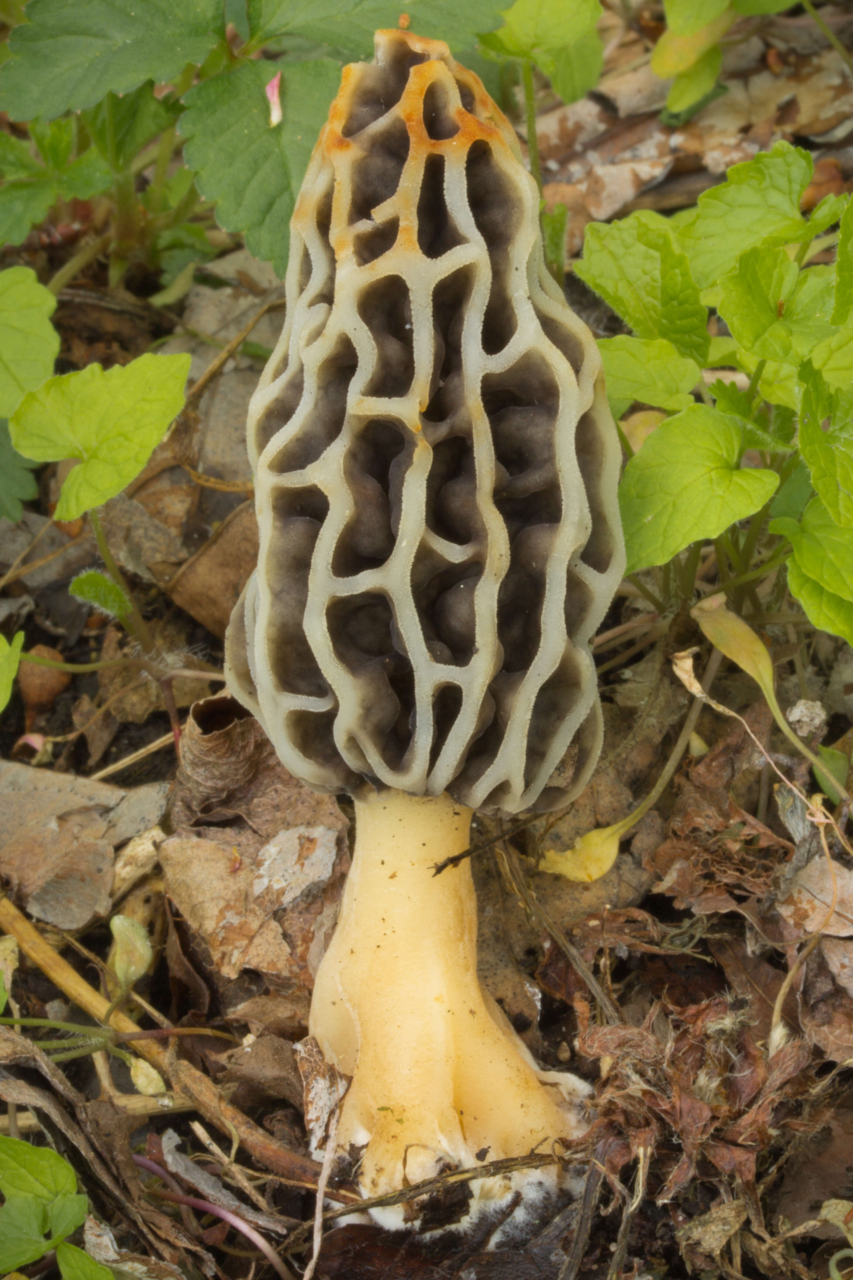 Image of Morchella diminutiva M. Kuo, Dewsbury, Moncalvo & S. L. Stephenson 2013