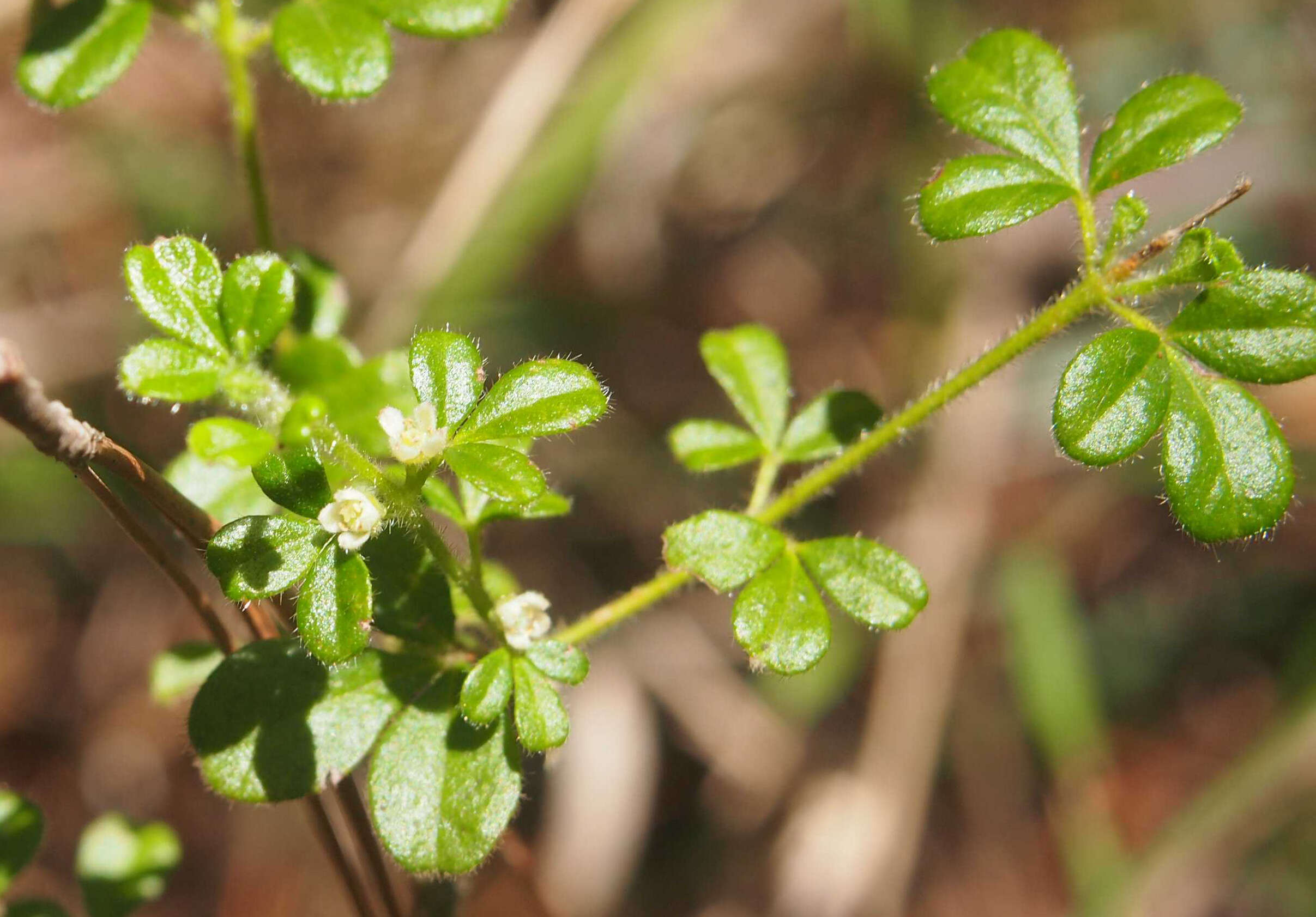 Image of Zieria minutiflora (F. Müll.) Domin