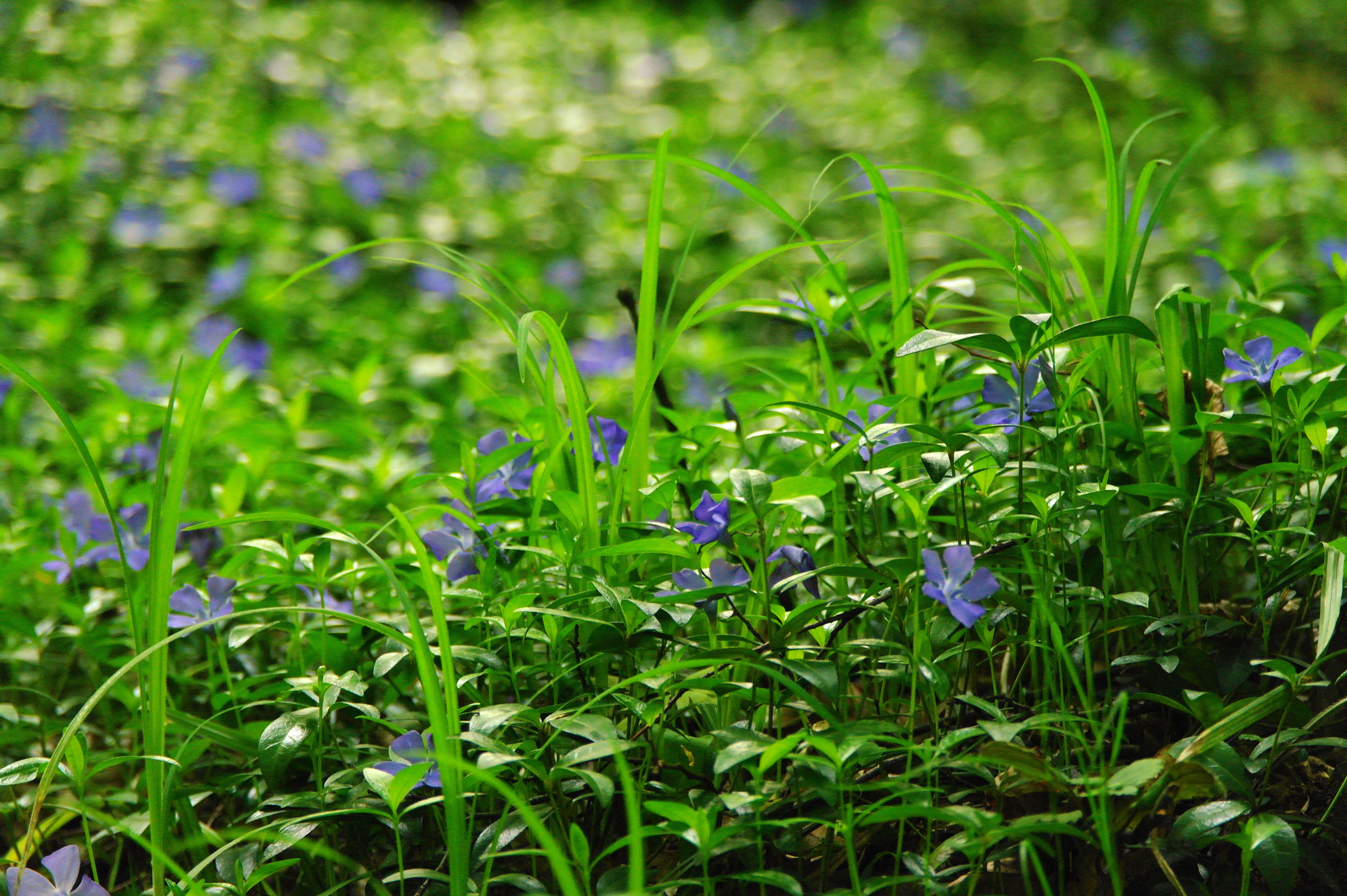 Image of Common Periwinkle