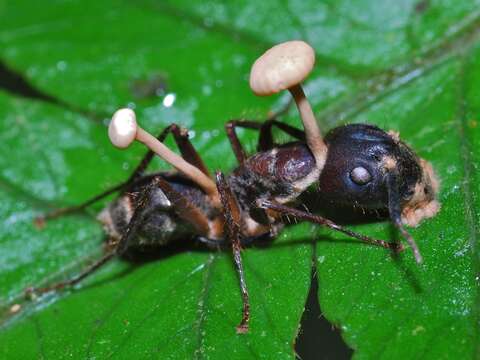 Image of Cordyceps