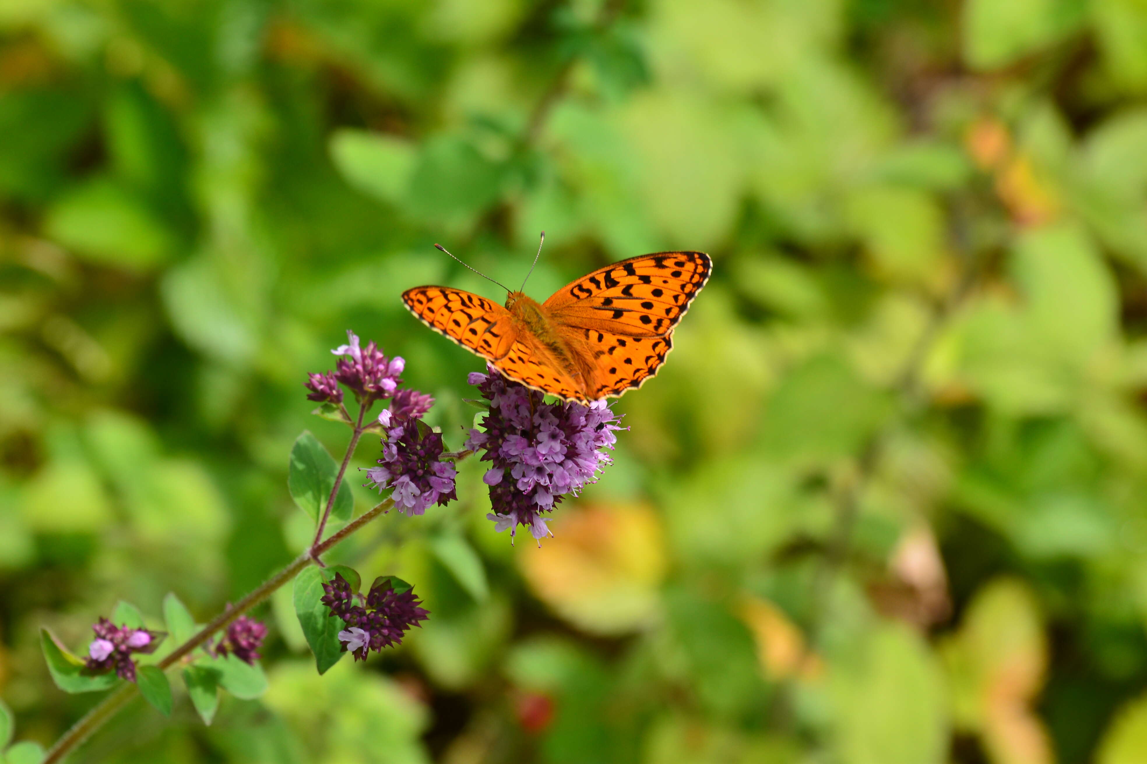 Image of High brown fritillary