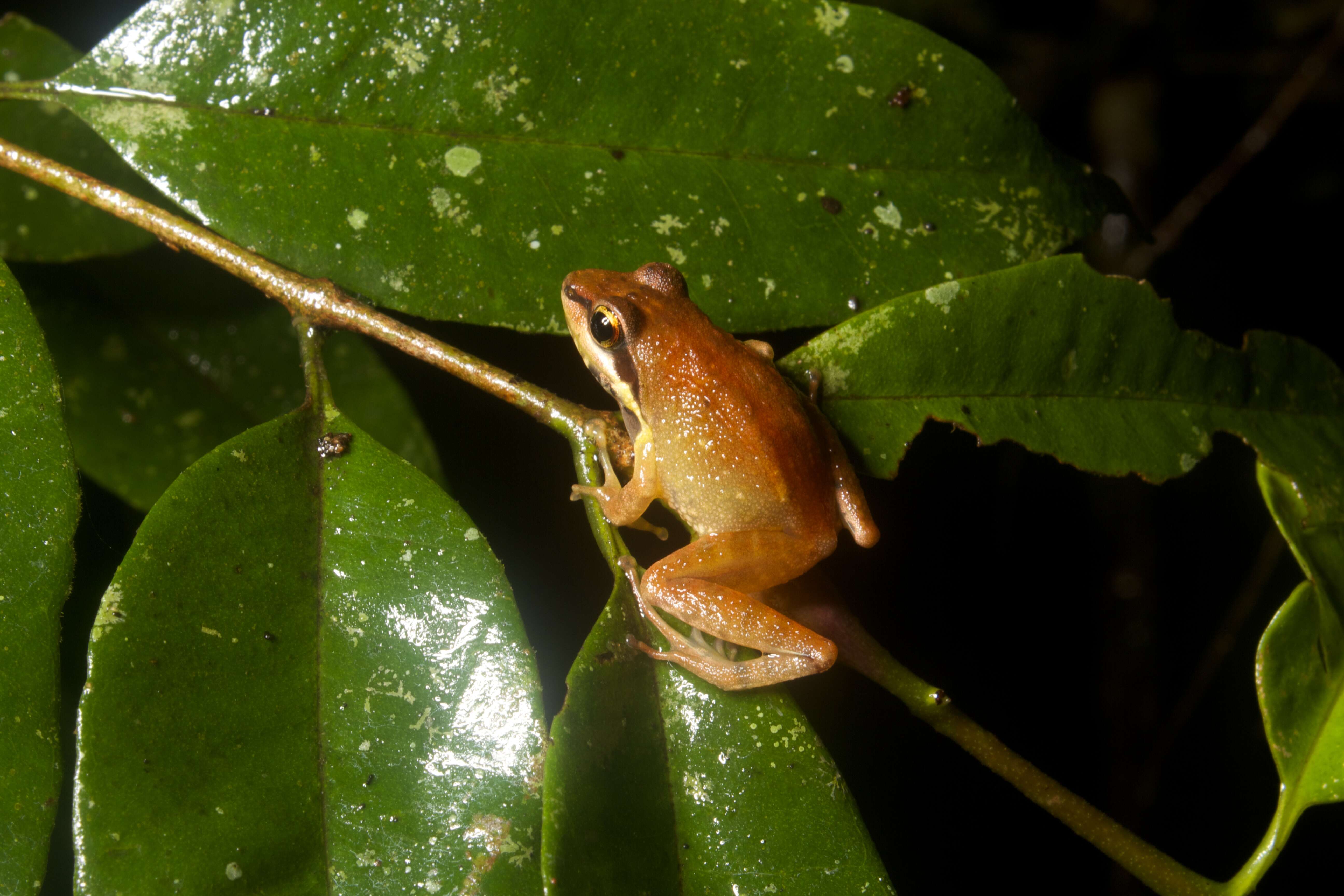 Image of Gephyromantis enki (Glaw & Vences 2002)