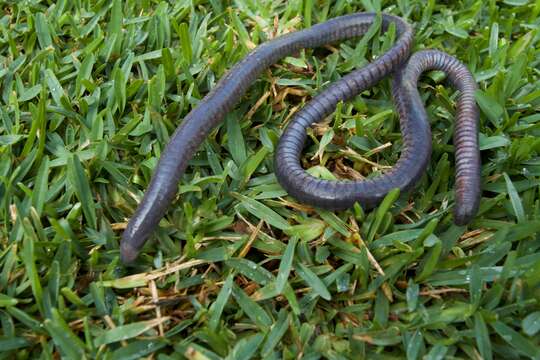 Image of Yellow-headed Caecilian