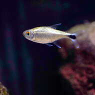 Image of Gold tetra