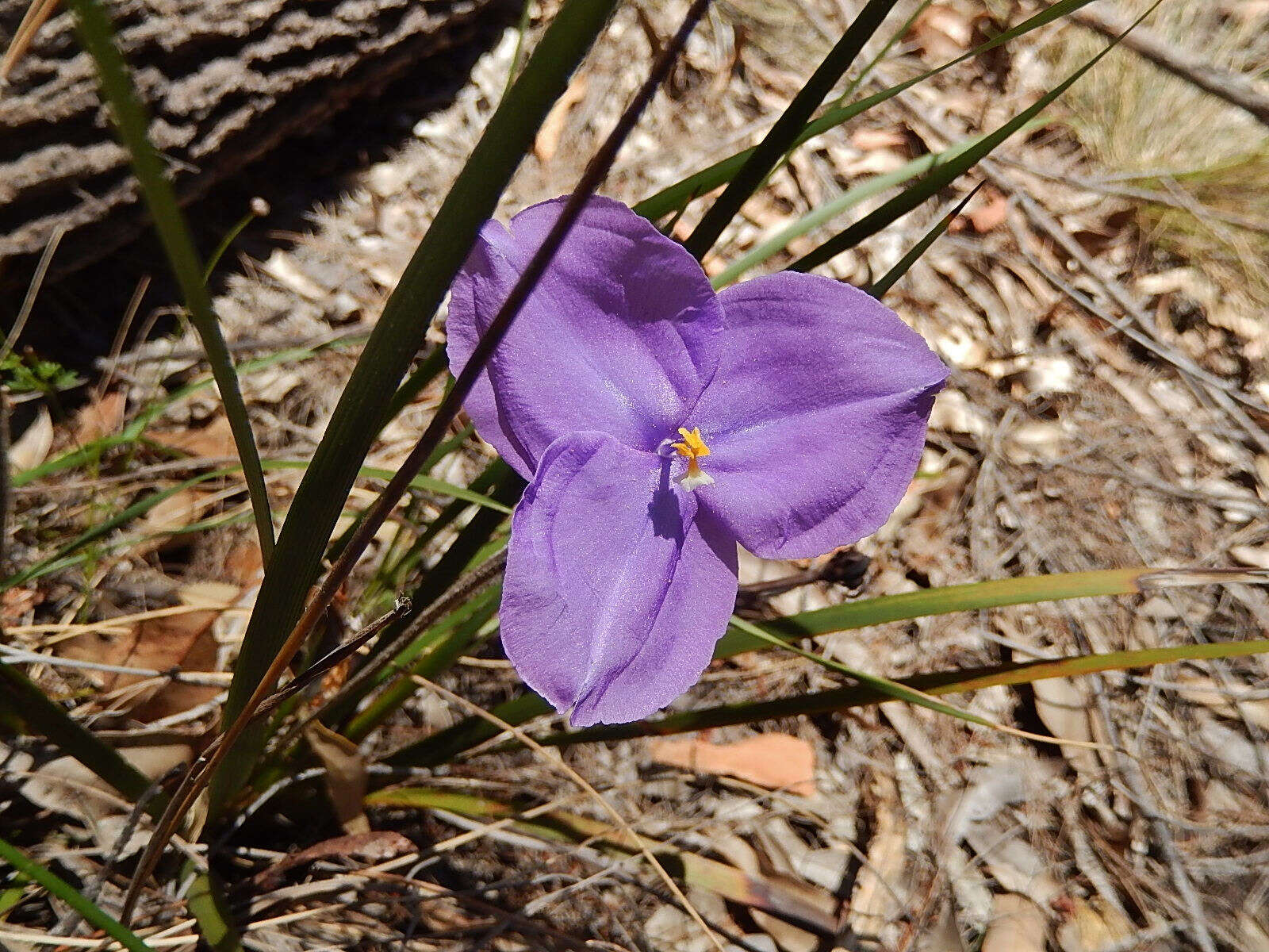 Image of Patersonia fragilis (Labill.) Asch. & Graebn.