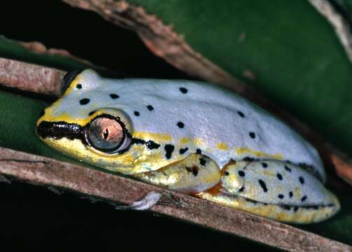 Image of Madagascar Reed Frog