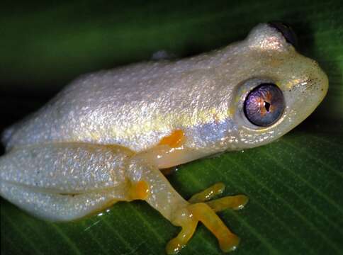 Image of Betsileo Reed Frog