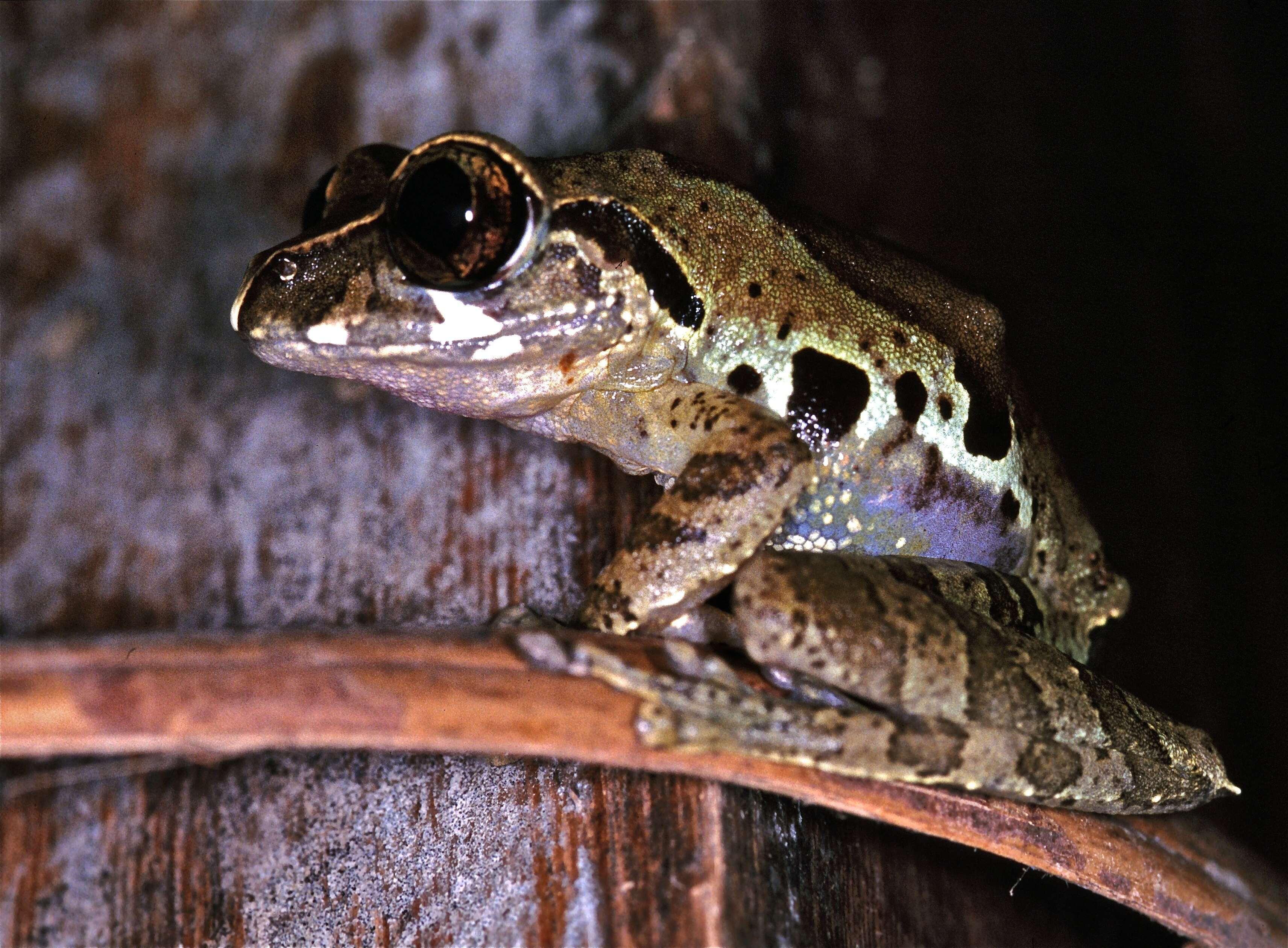 Image de Leptopelis calcaratus (Boulenger 1906)