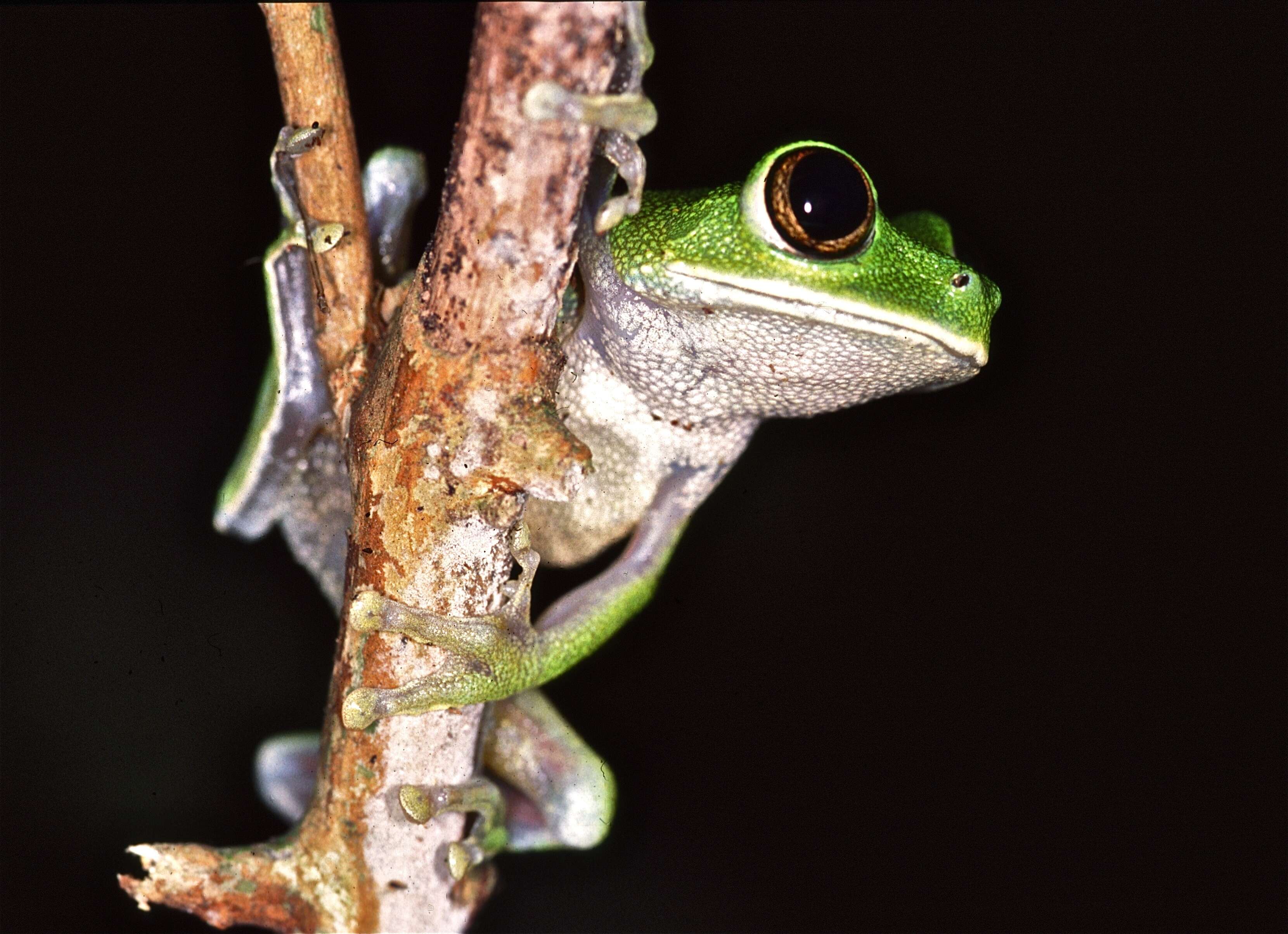 Image of Leptopelis brevirostris (Werner 1898)