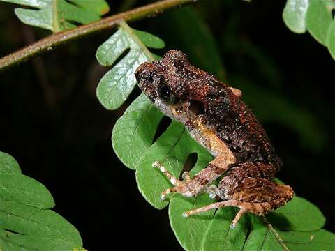 Image of Kinabalu slender litter frog