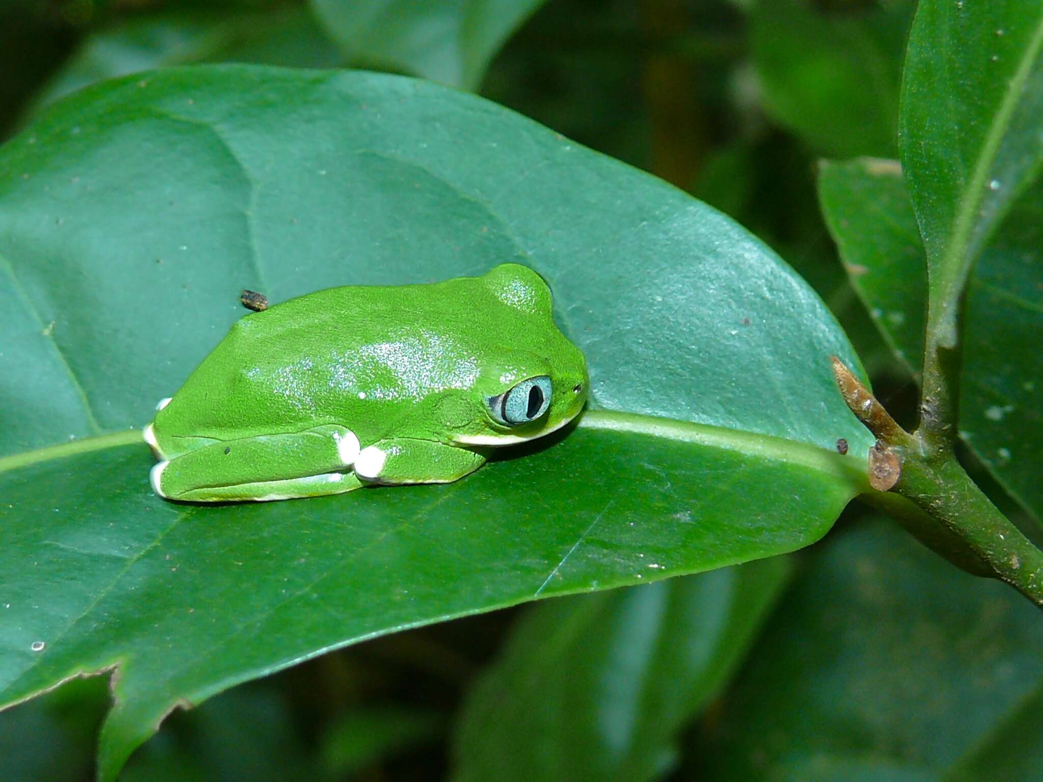 Image de Leptopelis kivuensis Ahl 1929