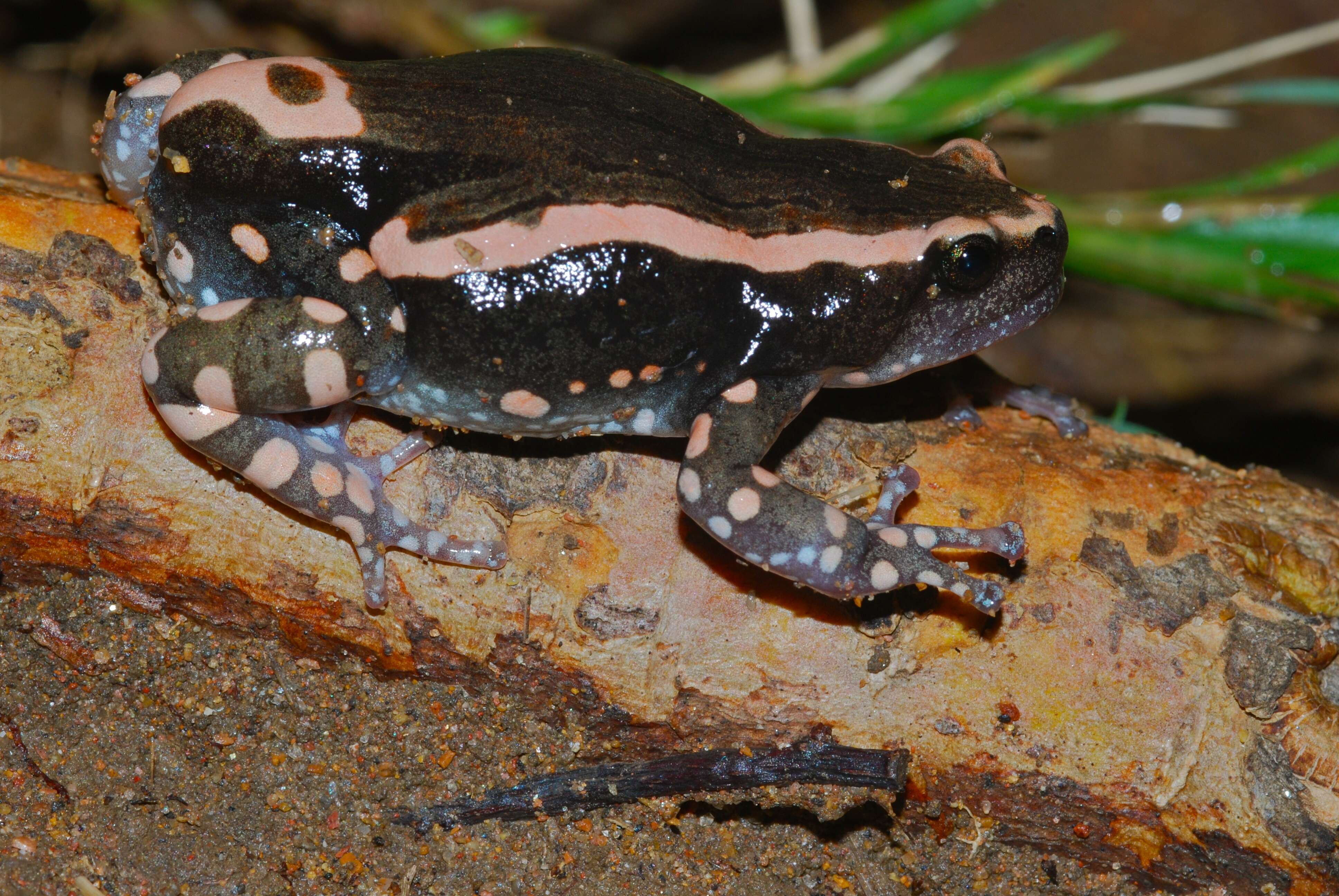 Image of Banded Rubber Frog