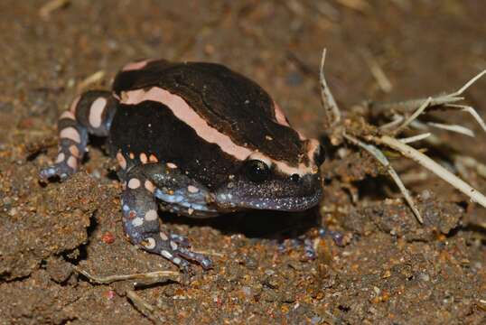 Image of Banded Rubber Frog