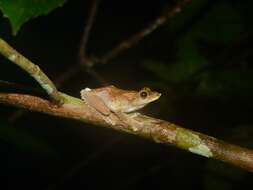 Kurixalus appendiculatus (Günther 1858) resmi