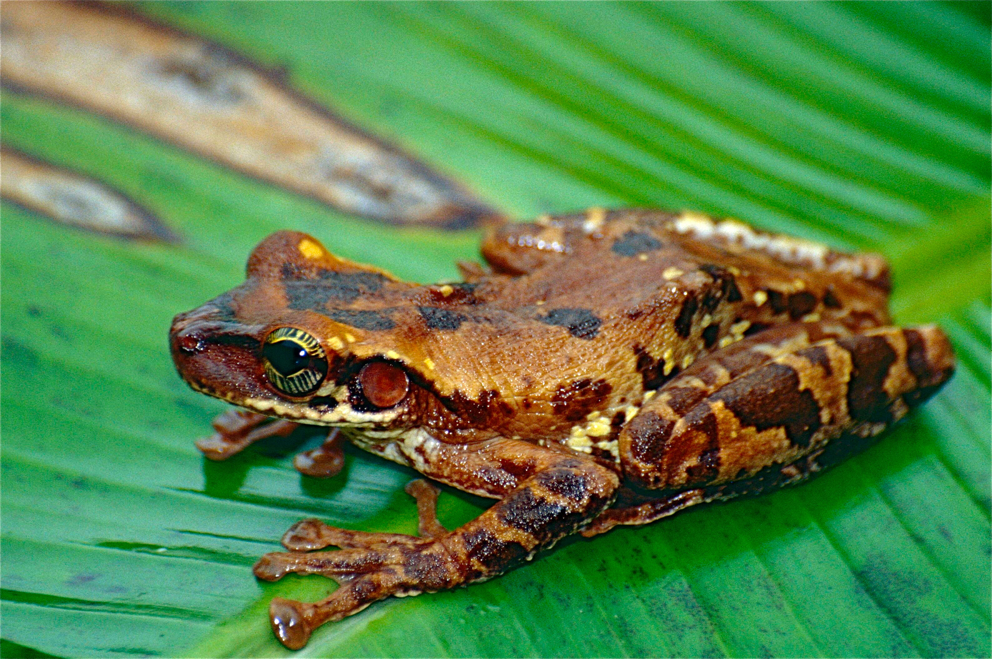 صورة Osteocephalus oophagus Jungfer & Schiesari 1995