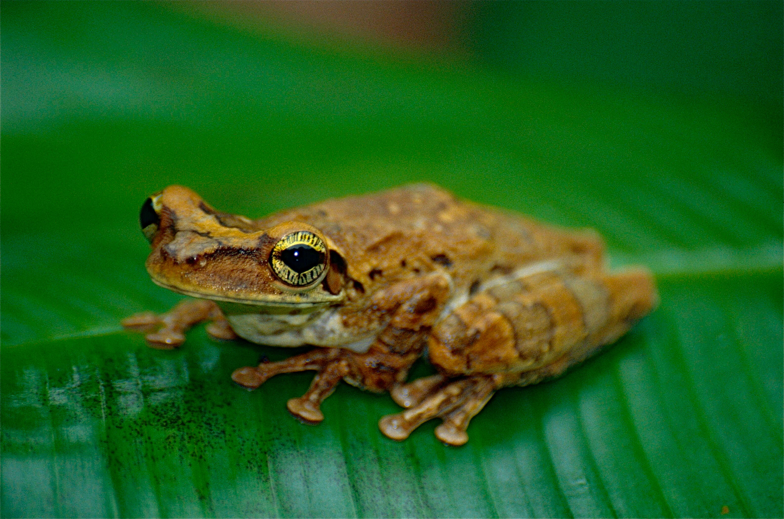 صورة Osteocephalus oophagus Jungfer & Schiesari 1995