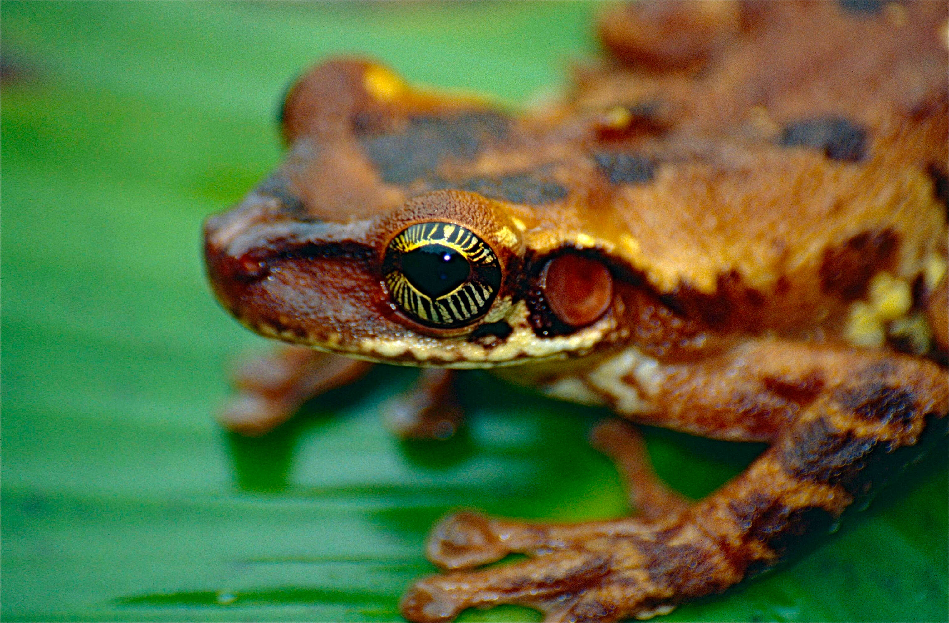 صورة Osteocephalus oophagus Jungfer & Schiesari 1995