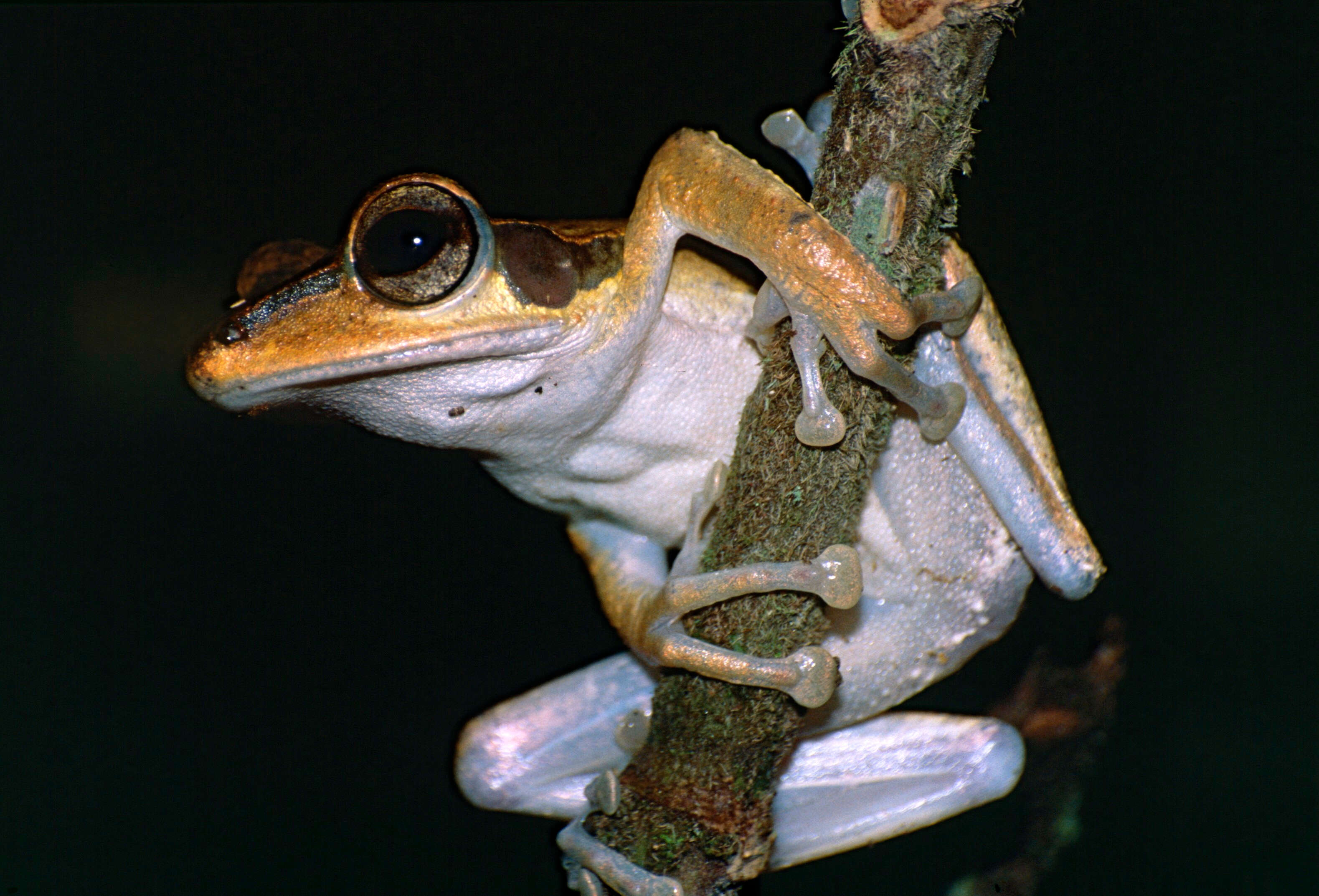 Image of Bongao tree frog