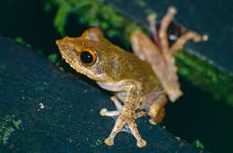 Kurixalus appendiculatus (Günther 1858) resmi