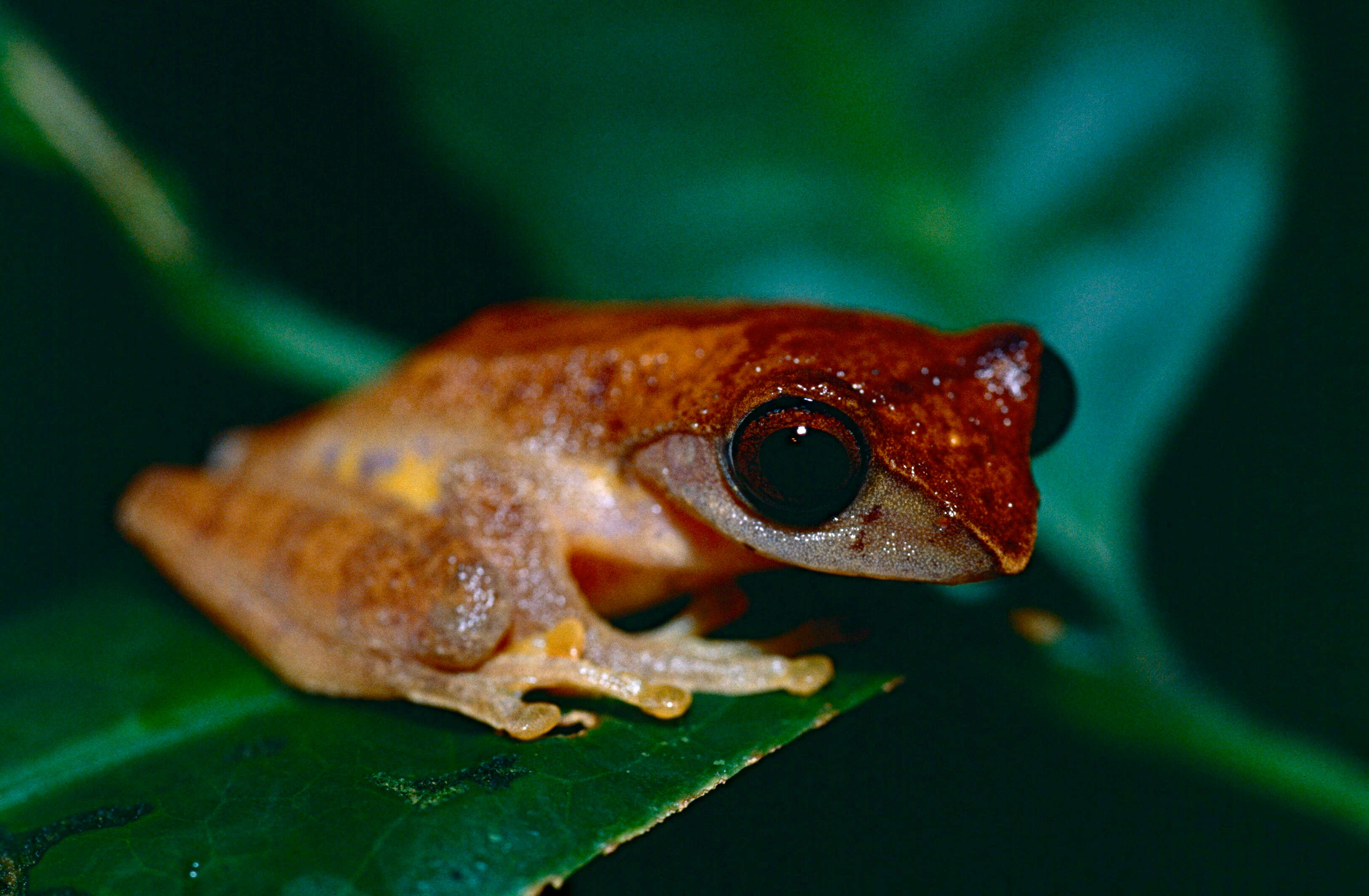 Image of Masked tree frog