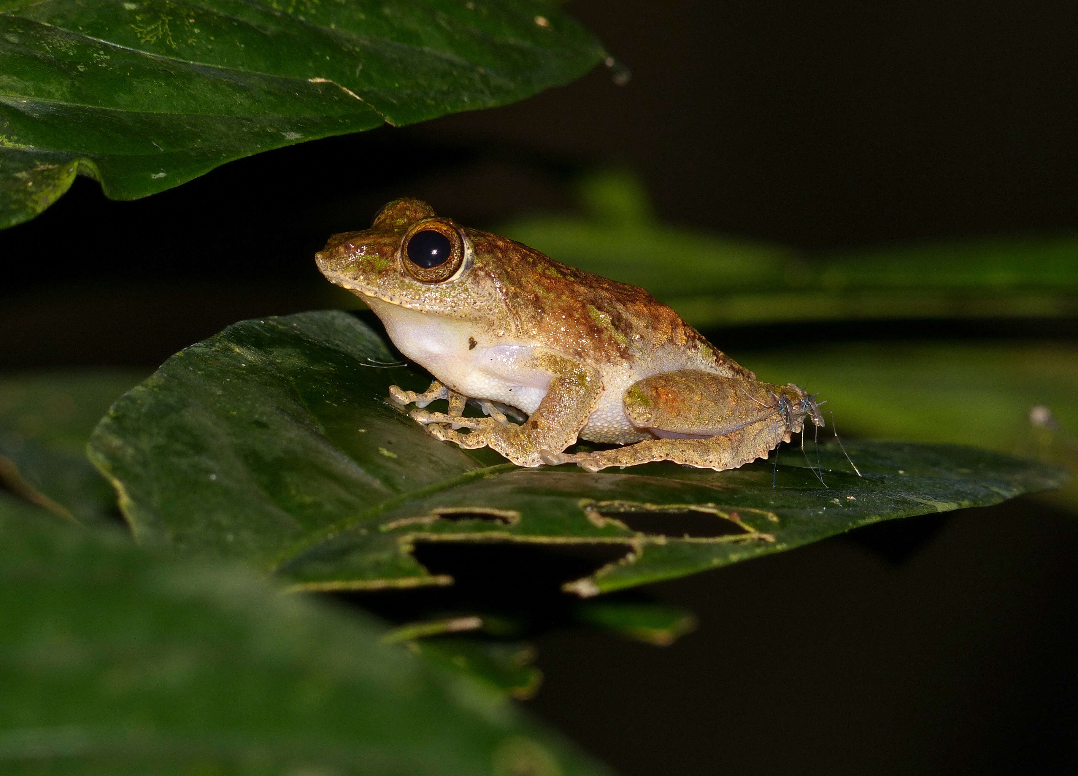 Kurixalus appendiculatus (Günther 1858) resmi