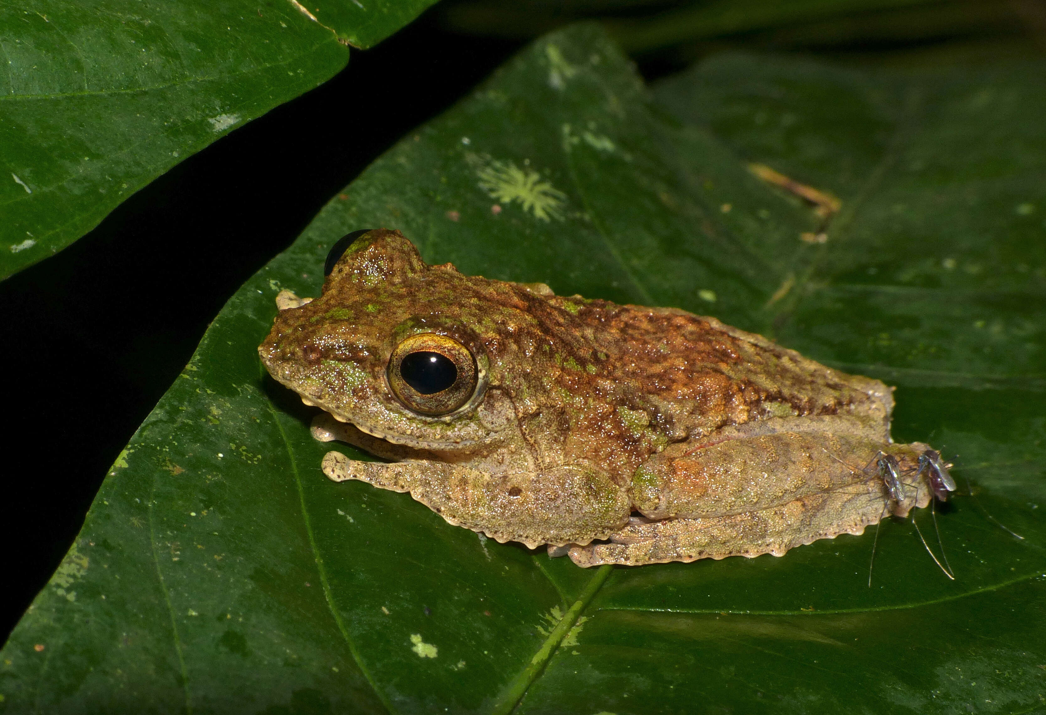 Kurixalus appendiculatus (Günther 1858) resmi