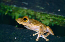 Kurixalus appendiculatus (Günther 1858) resmi