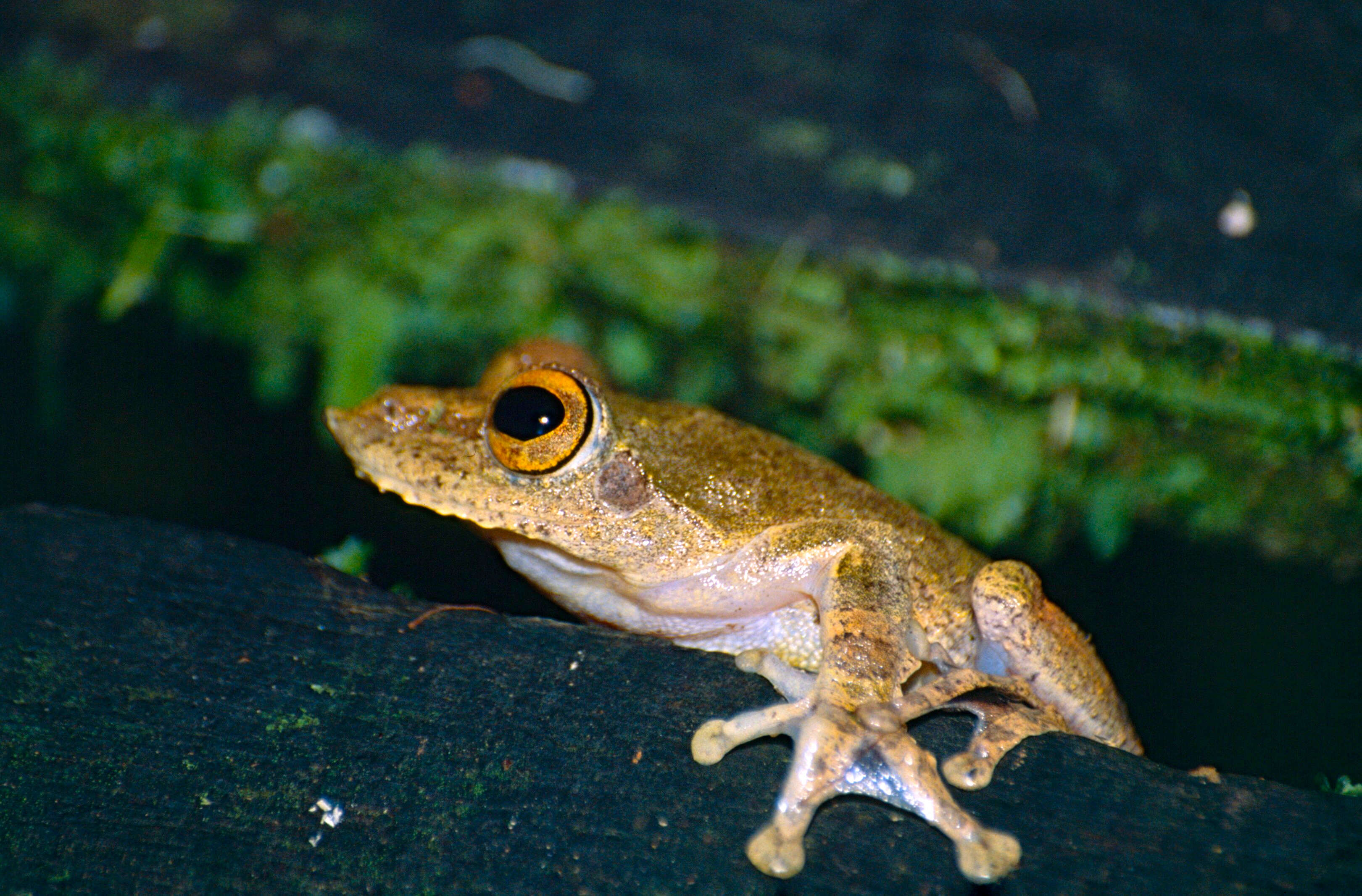 Kurixalus appendiculatus (Günther 1858) resmi