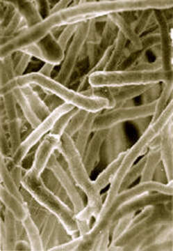 Image of Trichoderma reesei E. G. Simmons 1977