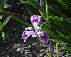 Image of toughleaf iris