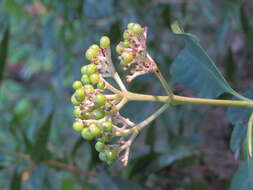 Imagem de Chassalia curviflora (Wall.) Thwaites