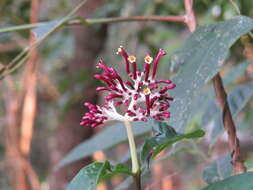 Imagem de Chassalia curviflora (Wall.) Thwaites