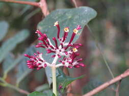 Imagem de Chassalia curviflora (Wall.) Thwaites