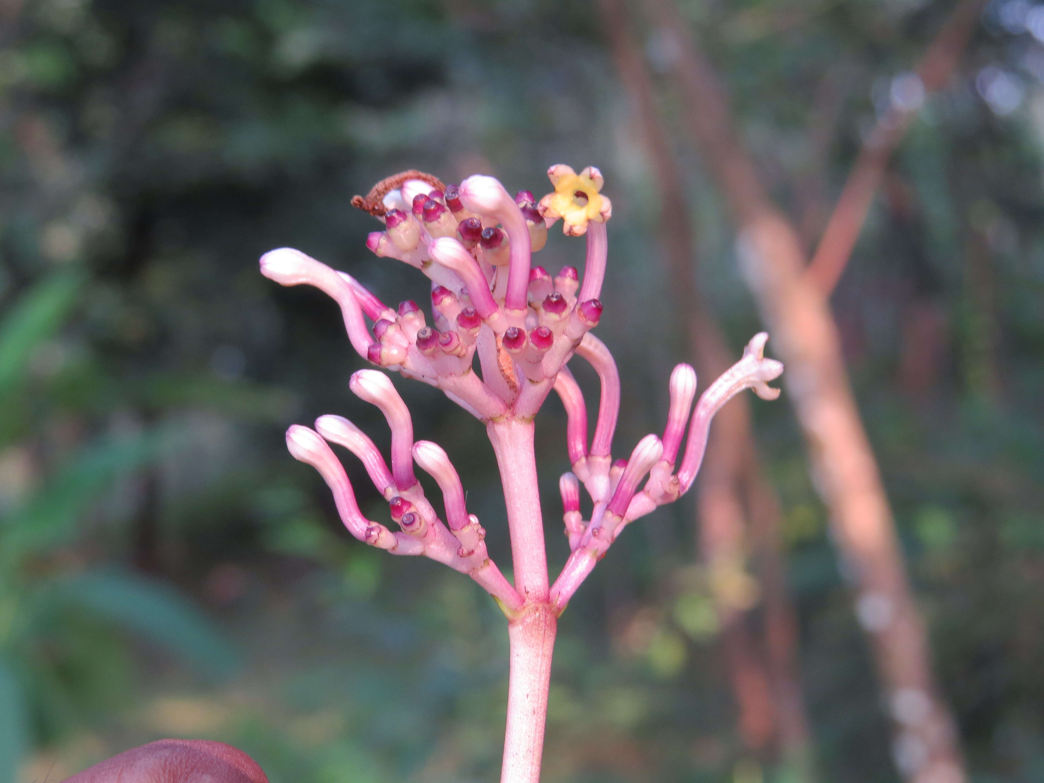 Imagem de Chassalia curviflora (Wall.) Thwaites