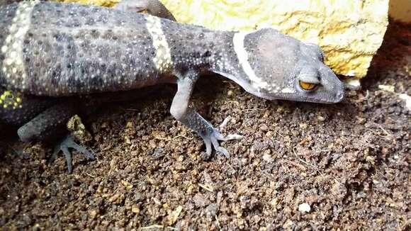 Image of Lichtenfelder's Gecko