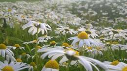 Слика од Rhodanthemum hosmariense (Ball) B. H. Wilcox, K. Bremer & C. J. Humphries