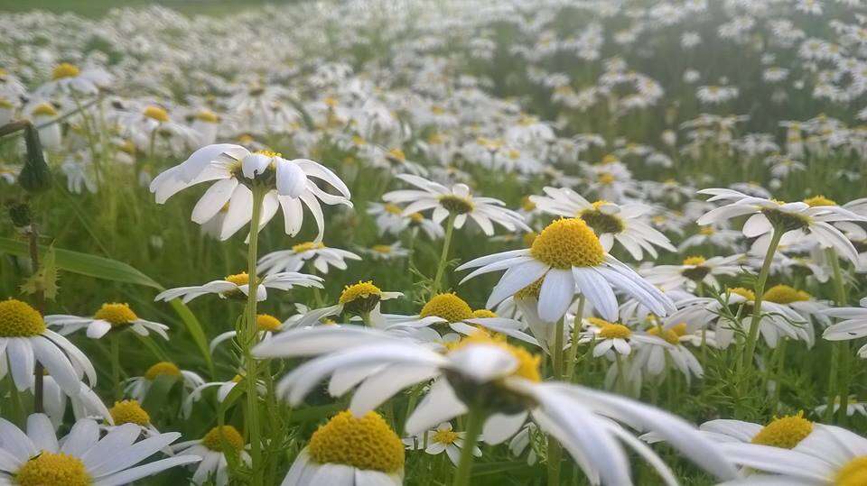 Слика од Rhodanthemum hosmariense (Ball) B. H. Wilcox, K. Bremer & C. J. Humphries